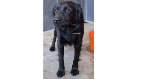 Znaleziono psa, Wrocław, 4 kwietnia 2025