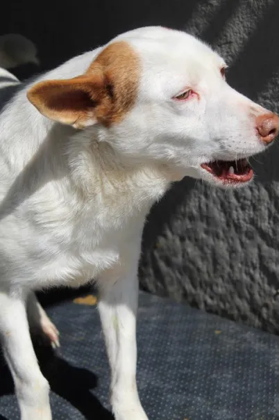 Pies do adopcji, Bełchatów, 7 listopada 2023 (3/5)