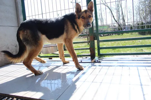 Pies do adopcji, Bełchatów, 16 października 2023 (3/5)