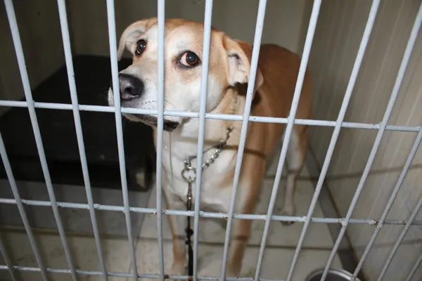 Znaleziono psa, Ciosny, 8 kwietnia 2025