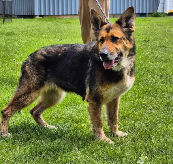 Znaleziono psa, Lublin, 6 kwietnia 2025