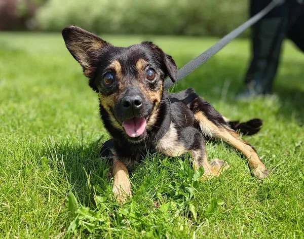 Znaleziono psa, Lublin, 8 kwietnia 2025 (1/3)