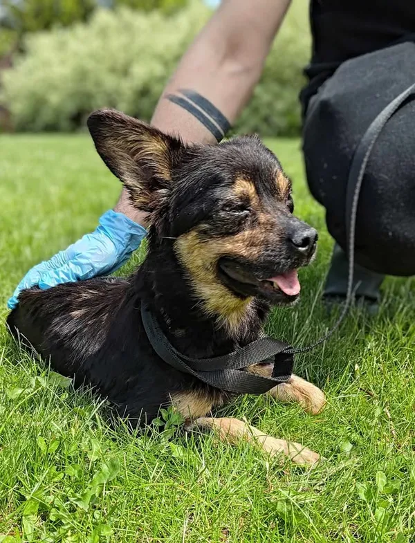 Znaleziono psa, Lublin, 8 kwietnia 2025 (2/3)