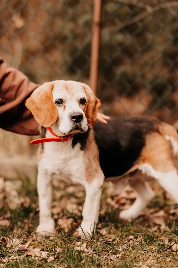 Pies do adopcji, Czartki, 8 kwietnia 2025 (1/5)