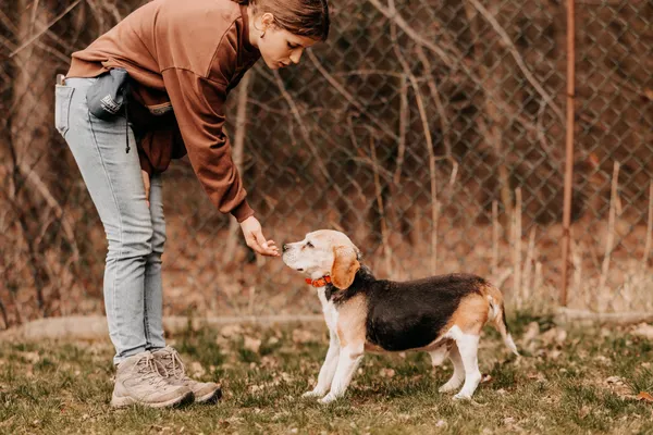 Pies do adopcji, Czartki, 8 kwietnia 2025 (2/5)