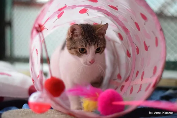 Znaleziono kota, Toruń, 3 września 2024