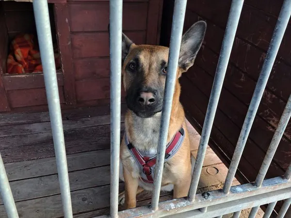 Pies do adopcji, Gorzów Wielkopolski, 7 kwietnia 2025