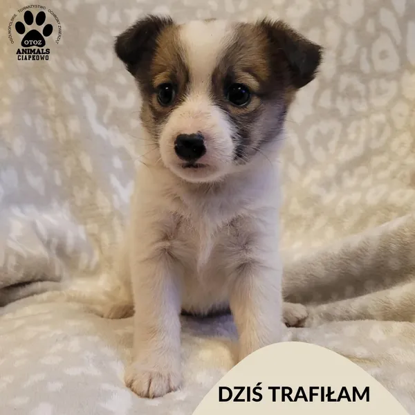 Znaleziono psa, Gdynia, 12 grudnia 2025