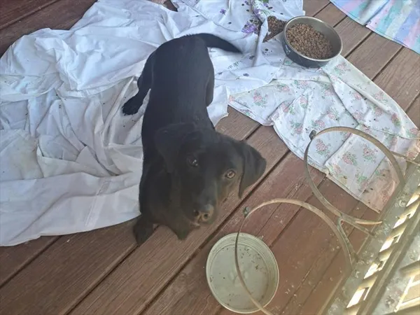 Pies do adopcji, Gorzów Wielkopolski, 5 kwietnia 2025