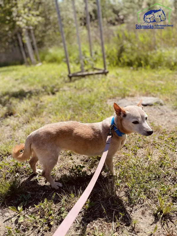 Znaleziono psa, Szczecin, 8 kwietnia 2025 (2/4)