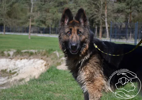 Pies do adopcji, Chełmek, 25 lutego 2025