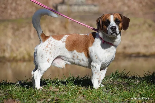 Znaleziono psa, Toruń, 28 lutego 2025