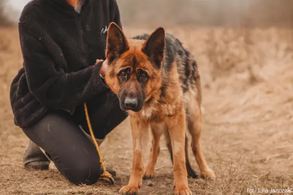 Znaleziono psa, Toruń, 20 stycznia 2025