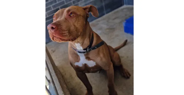 Znaleziono psa, Wrocław, 2 kwietnia 2025