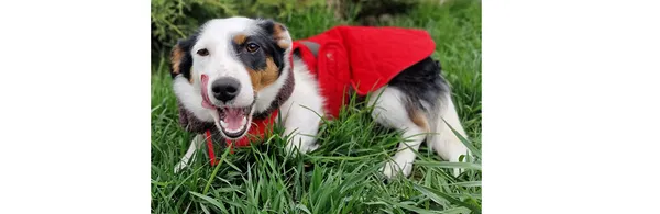 Znaleziono psa, Wrocław, 22 marca 2025