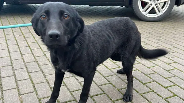 Znaleziono psa, Tatary, 30 grudnia 2024 (1/3)