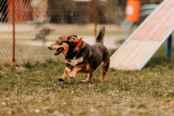 Pies do adopcji, Czartki, 9 kwietnia 2025 (4/5)