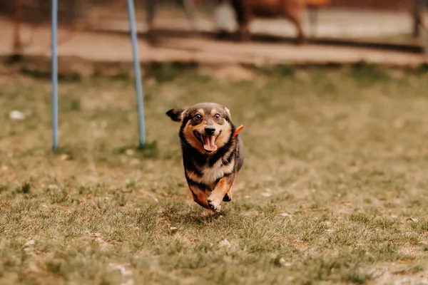 Pies do adopcji, Czartki, 9 kwietnia 2025 (2/5)