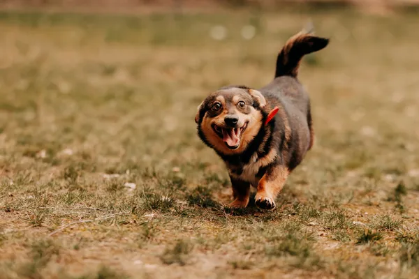 Pies do adopcji, Czartki, 9 kwietnia 2025 (3/5)