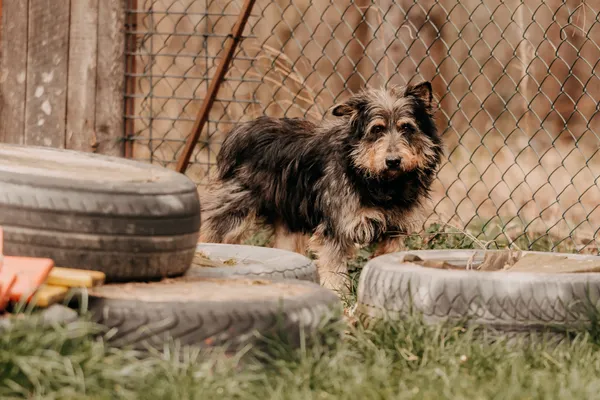 Pies do adopcji, Czartki, 9 kwietnia 2025 (2/5)