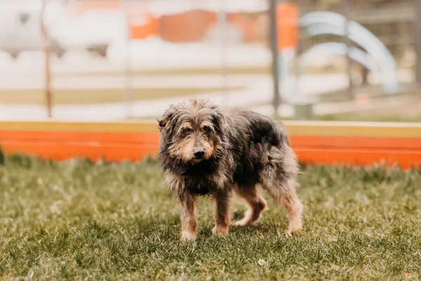 Pies do adopcji, Czartki, 9 kwietnia 2025 (3/5)