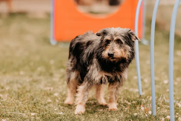 Pies do adopcji, Czartki, 9 kwietnia 2025 (4/5)