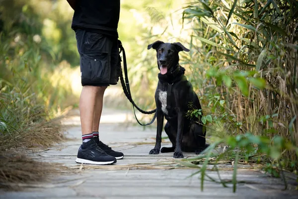 Pies do adopcji, Sosnowiec, 9 kwietnia 2025 (1/5)