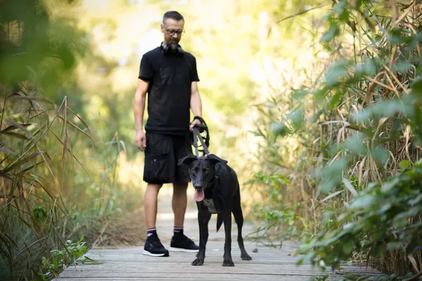 Pies do adopcji, Sosnowiec, 9 kwietnia 2025 (3/5)