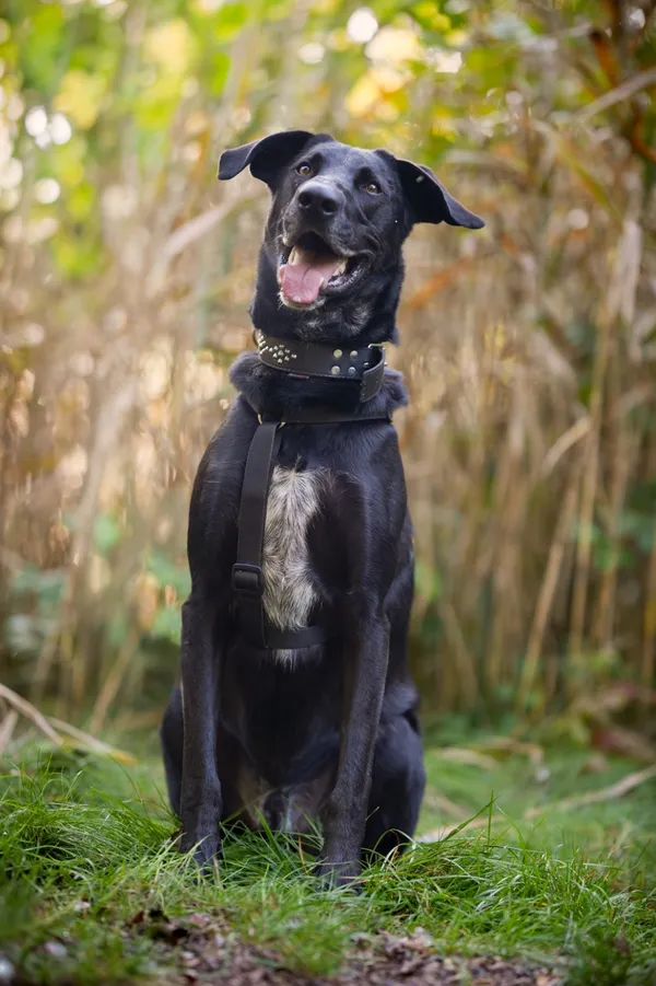 Pies do adopcji, Sosnowiec, 9 kwietnia 2025 (4/5)