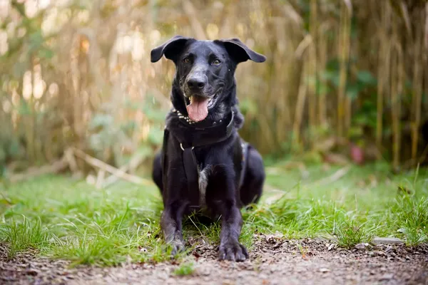 Pies do adopcji, Sosnowiec, 9 kwietnia 2025 (5/5)