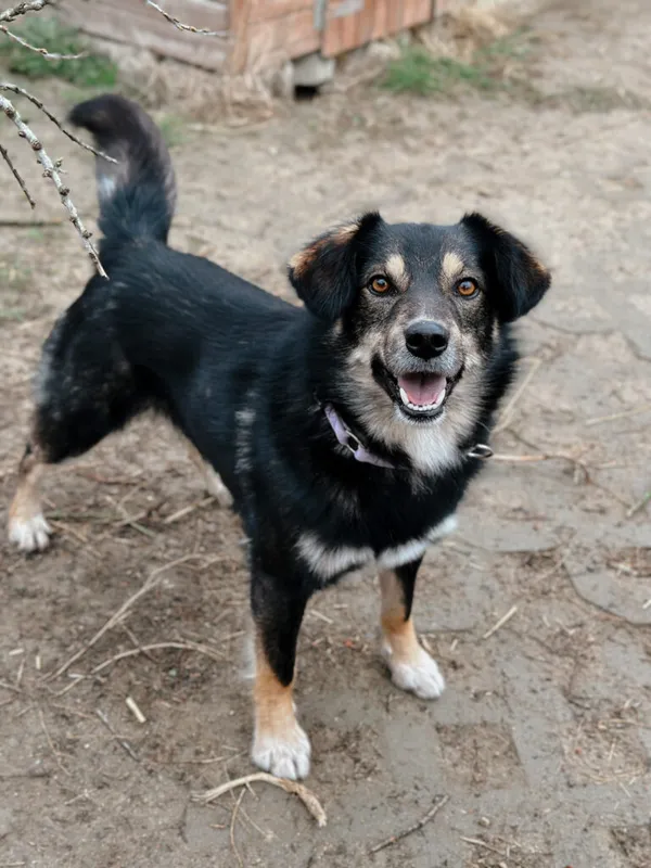 Pies do adopcji, Korabiewice, 9 kwietnia 2025 (1/5)