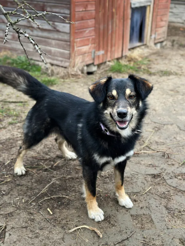 Pies do adopcji, Korabiewice, 9 kwietnia 2025 (2/5)