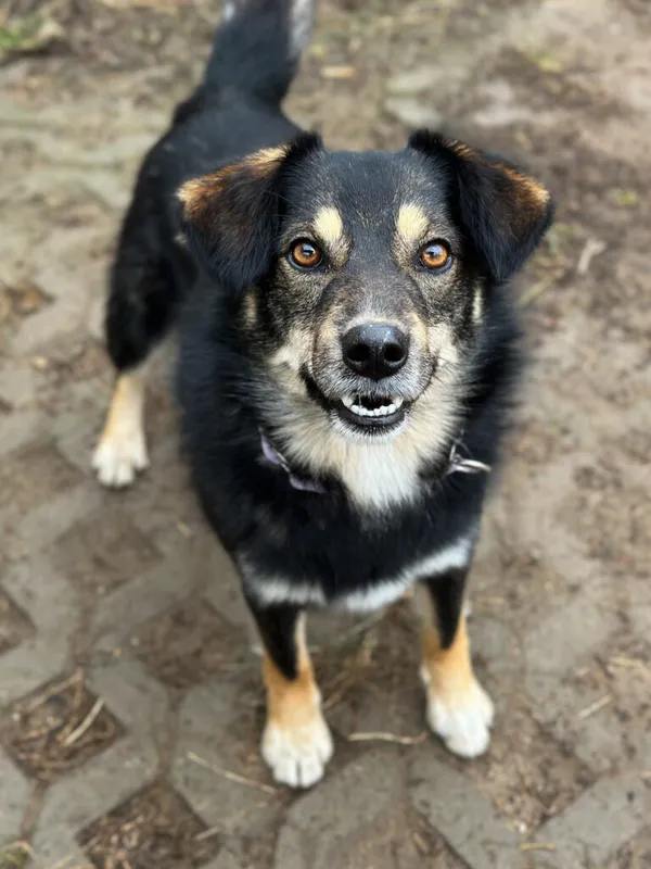 Pies do adopcji, Korabiewice, 9 kwietnia 2025 (3/5)