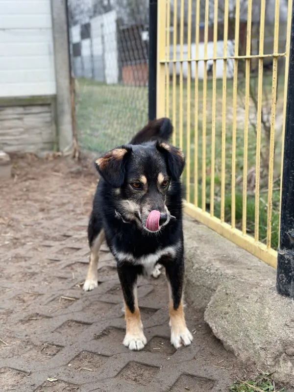 Pies do adopcji, Korabiewice, 9 kwietnia 2025 (4/5)