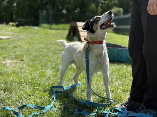 Pies do adopcji, Kraków, 25 marca 2025 (1/4)