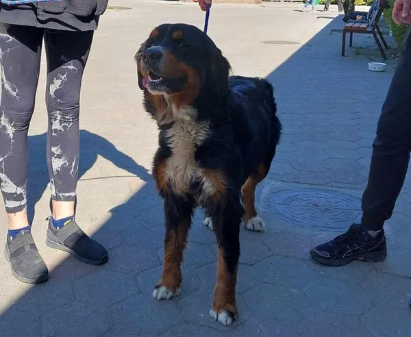 Znaleziono psa, Toruń, 4 kwietnia 2025