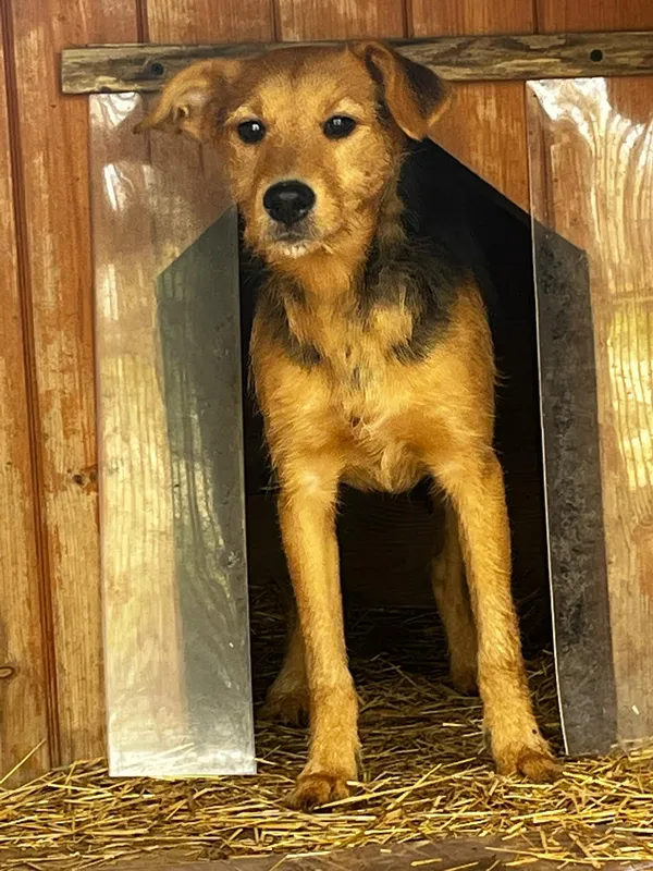 Pies do adopcji, Orzechowce, 8 kwietnia 2025 (1/5)