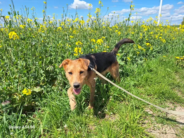 Pies do adopcji, Orzechowce, 8 kwietnia 2025 (4/5)