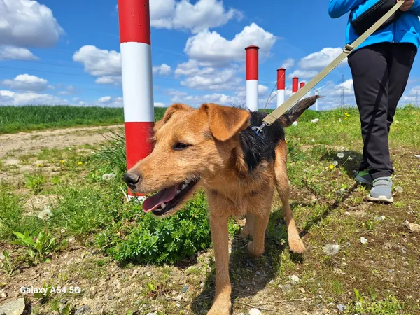 Pies do adopcji, Orzechowce, 8 kwietnia 2025 (5/5)