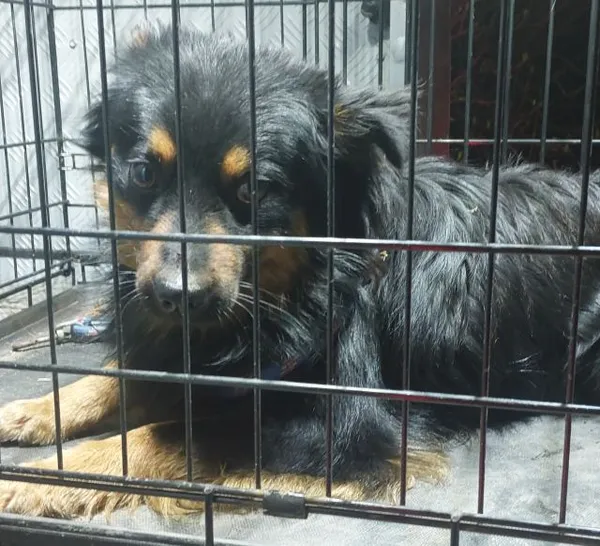 Znaleziono psa, Radom, 2 kwietnia 2025