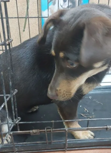 Znaleziono psa, Radom, 2 kwietnia 2025