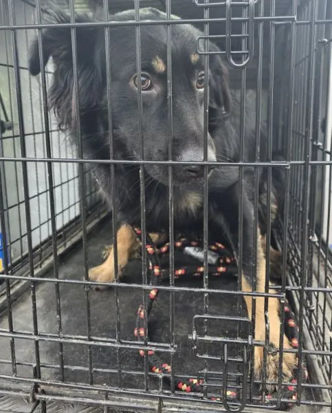 Znaleziono psa, Radom, 1 kwietnia 2025