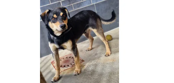 Znaleziono psa, Wrocław, 8 kwietnia 2025