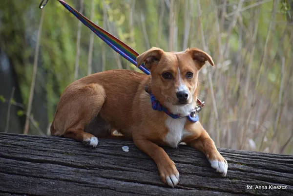 Znaleziono psa, Toruń, 20 marca 2025