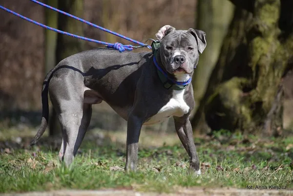 Znaleziono psa, Toruń, 8 lutego 2025