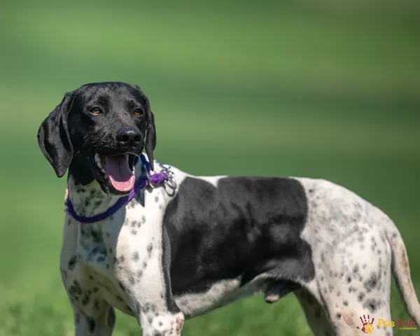 Znaleziono psa, Racławice, 9 kwietnia 2025 (1/5)