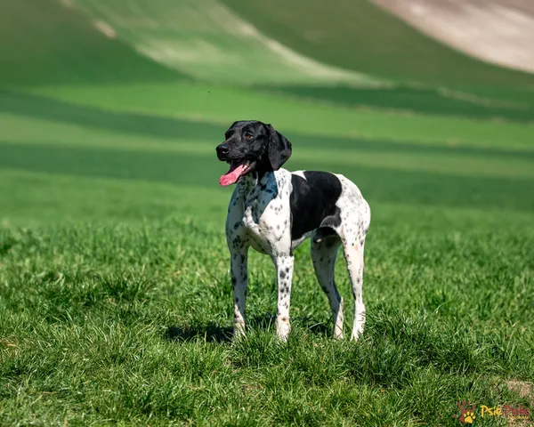 Znaleziono psa, Racławice, 9 kwietnia 2025 (2/5)