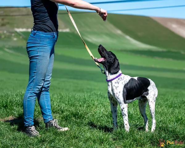 Znaleziono psa, Racławice, 9 kwietnia 2025 (3/5)