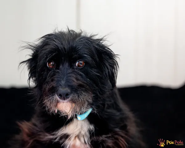 Znaleziono psa, Racławice, 7 kwietnia 2025 (1/4)