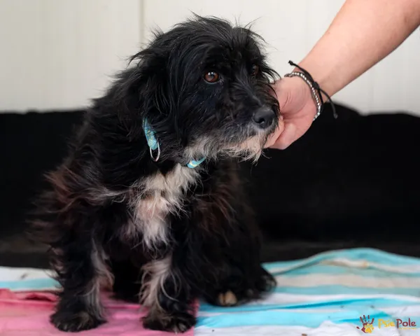 Znaleziono psa, Racławice, 7 kwietnia 2025 (2/4)